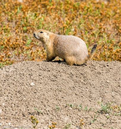 2020-08-Yellowstone-trip-west-1710