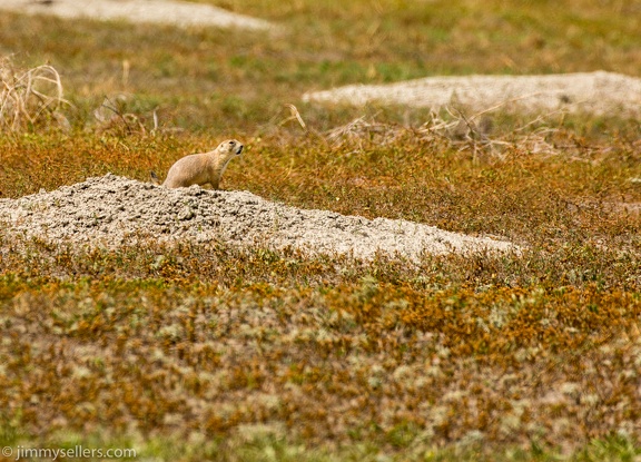 2020-08-Yellowstone-trip-west-1724