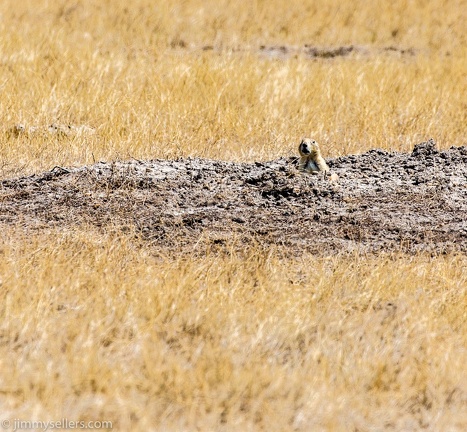 2020-08-Yellowstone-trip-west-1741