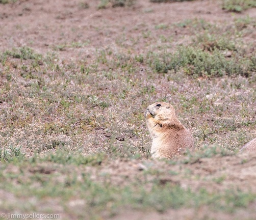 2020-08-Yellowstone-trip-west-1764