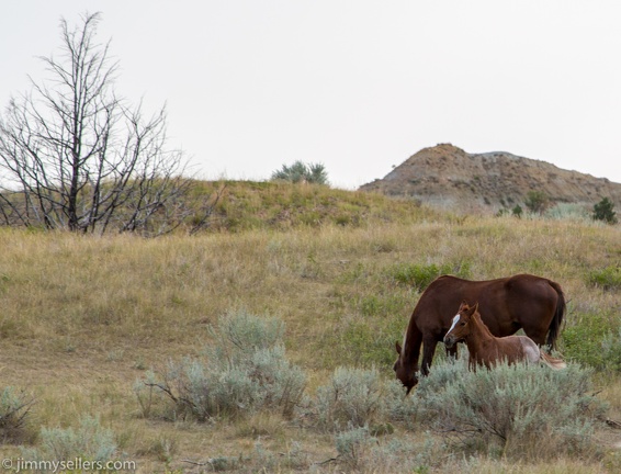 2020-08-Yellowstone-trip-west-1837