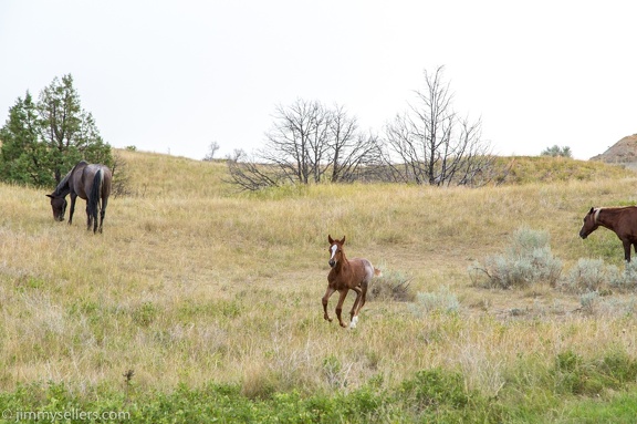 2020-08-Yellowstone-trip-west-1841