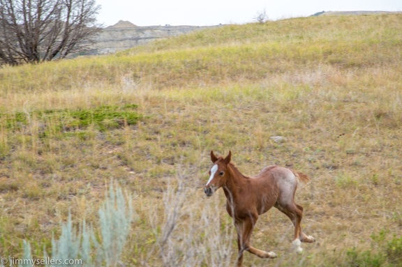 2020-08-Yellowstone-trip-west-1849