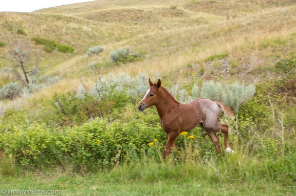 2020-08-Yellowstone-trip-west-1853