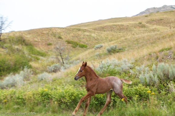 2020-08-Yellowstone-trip-west-1854