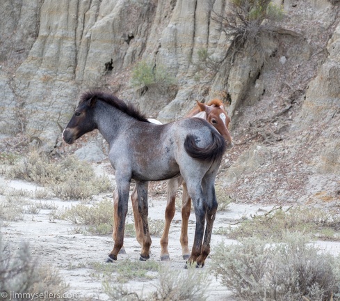 2020-08-Yellowstone-trip-west-1878