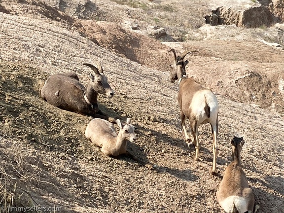 2020-08-Yellowstone-trip-west-iphone-3311