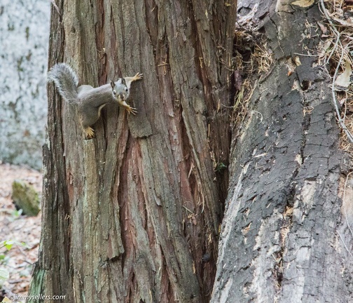 2014-09-Yosemite-7