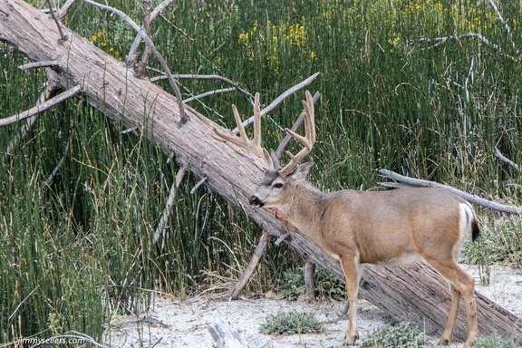 2014-09-Yosemite-71