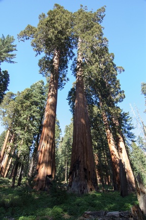 Yosemite-May-2013-459