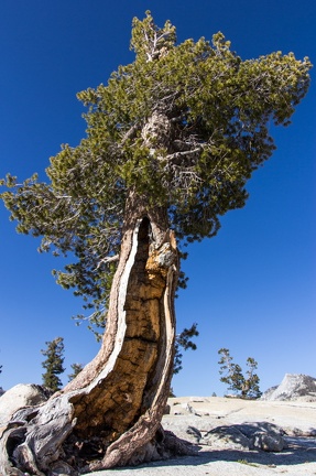 Yosemite-May-2013-816