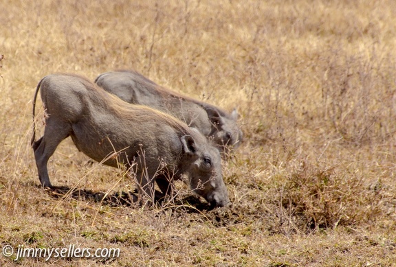 Africa-2013-2252