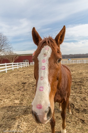 2015-02-08-Tanya-Horses-Valentines-Day-40