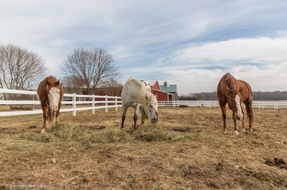 2015-02-08-Tanya-Horses-Valentines-Day-65