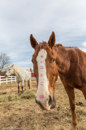 2015-02-08-Tanya-Horses-Valentines-Day-68