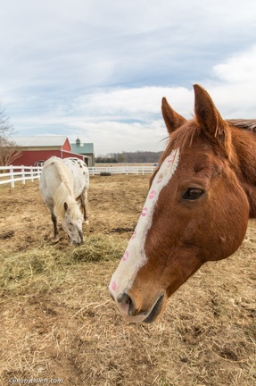 2015-02-08-Tanya-Horses-Valentines-Day-74