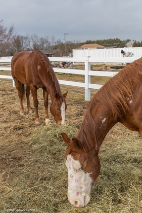 2015-02-08-Tanya-Horses-Valentines-Day-86