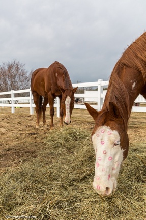 2015-02-08-Tanya-Horses-Valentines-Day-91