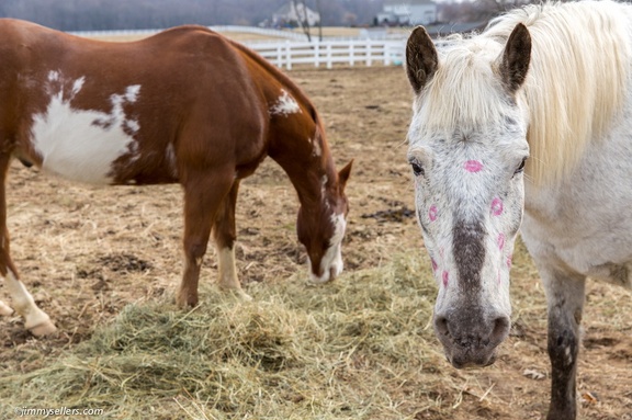 2015-02-08-Tanya-Horses-Valentines-Day-103