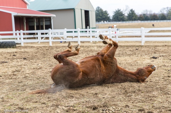 2015-02-08-Tanya-Horses-Valentines-Day-104