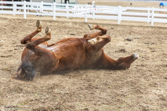 2015-02-08-Tanya-Horses-Valentines-Day-110