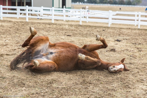 2015-02-08-Tanya-Horses-Valentines-Day-112