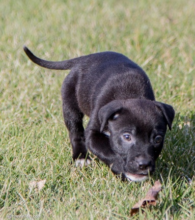 2014-12-27-Charlie-Loki-Cecil-College-14