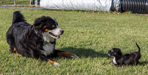 2014-12-27-Charlie-Loki-Cecil-College-13