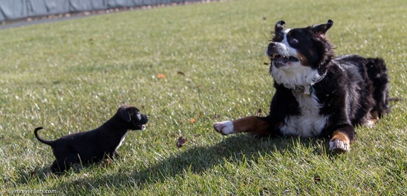 2014-12-27-Charlie-Loki-Cecil-College-17