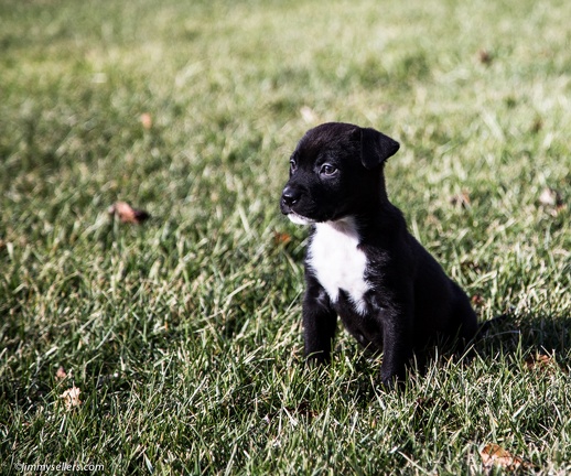 2014-12-27-Charlie-Loki-Cecil-College-25