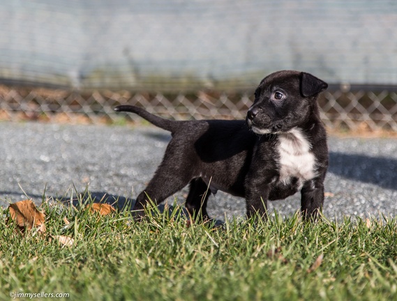 2014-12-27-Charlie-Loki-Cecil-College-64