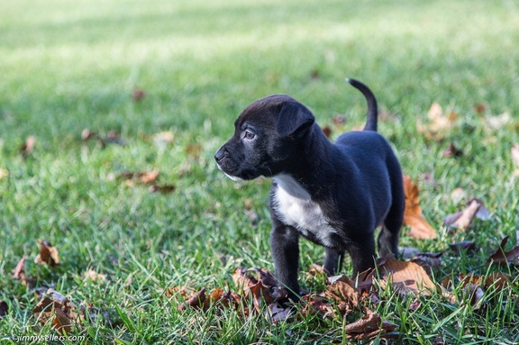 2014-12-27-Charlie-Loki-Cecil-College-84