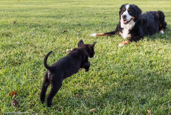 2014-12-27-Charlie-Loki-Cecil-College-132