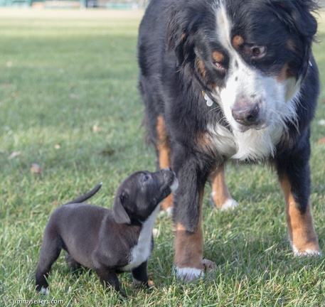 2014-12-27-Charlie-Loki-Cecil-College-153