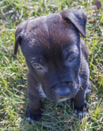 2014-12-27-Charlie-Loki-Cecil-College-154