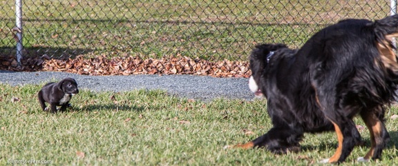 2014-12-27-Charlie-Loki-Cecil-College-176