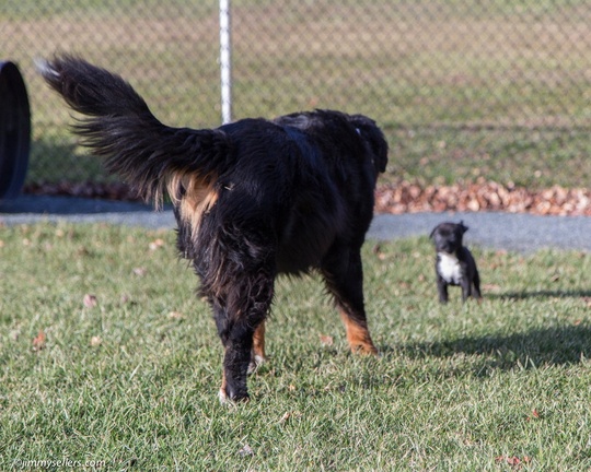 2014-12-27-Charlie-Loki-Cecil-College-178