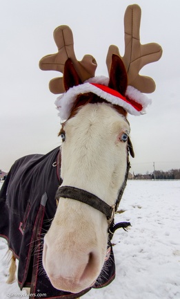 Tanya-Santa-Horses-2013-12-14-099