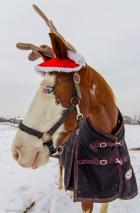 Tanya-Santa-Horses-2013-12-14-103