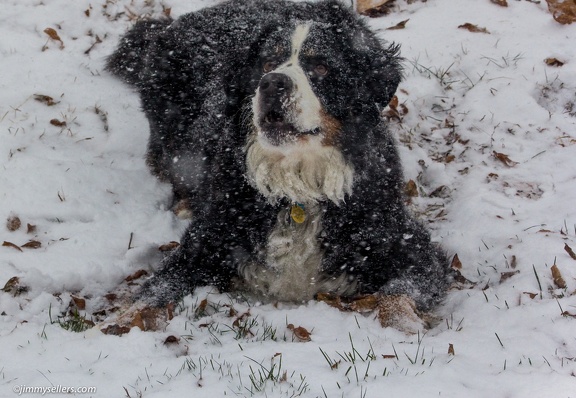 Charlie-Snow-2013-12-08-059