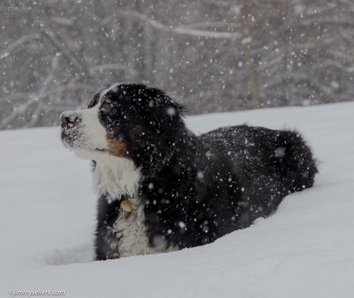 Charlie-Snow-2013-12-08-329