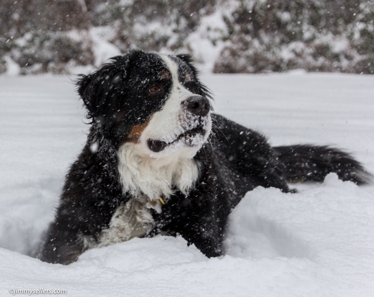 Charlie-Snow-2013-12-08-345