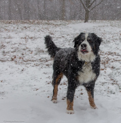 Charlie-Snow-2013-12-08-062