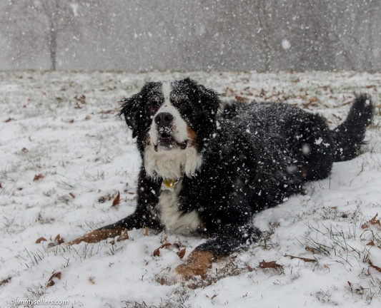 Charlie-Snow-2013-12-08-072