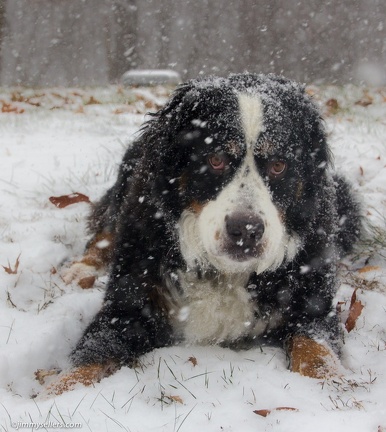 Charlie-Snow-2013-12-08-084