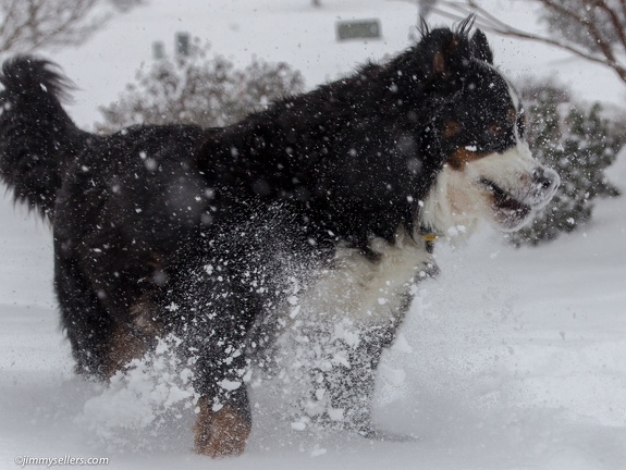 Charlie-Snow-2013-12-08-338