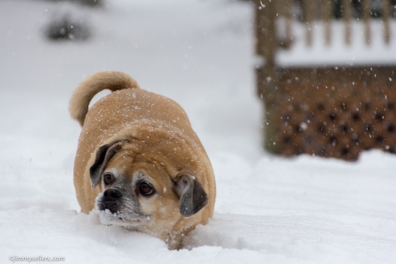 Charlie-Snow-2013-12-08-372