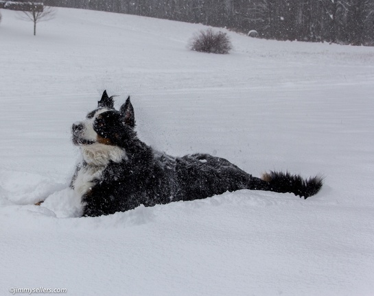 Charlie-Snow-2013-12-08-409