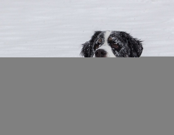 Charlie-Snow-2013-12-08-420