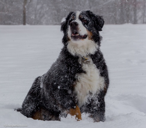 Charlie-Snow-2013-12-08-422